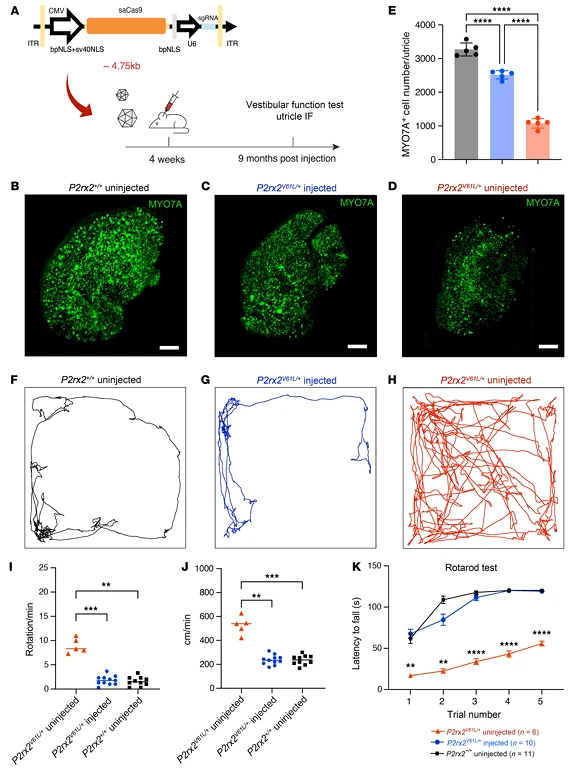 Figure 7. Adult Injection of V2-SaCas9-sgRNA1 Restores Vestibular Hair Cells and Function in the DFNA41 Mouse Model (P2rx2^V61L/+)