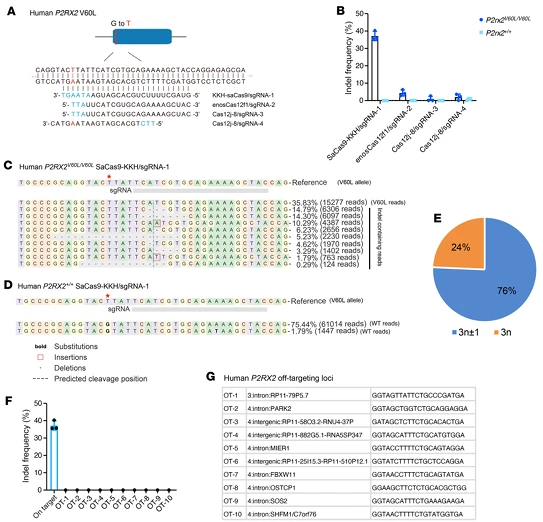 Figure 8. Allele-Specific Genome Editing of the P2RX2 V60L Allele in Patient-Derived hiPSCs Using a Compact CRISPR System