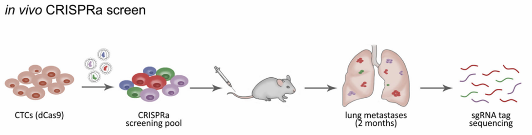 Figure 1. Genome-Wide CRISPR Activation Library Screening for Tumor Metastasis Targets.
