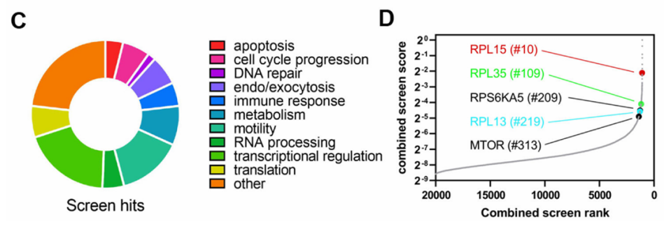 Figure 1. Genome-Wide CRISPR Activation Library Screening for Tumor Metastasis Targets.