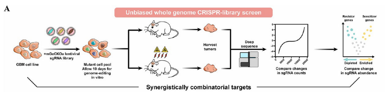 Figure 2. Genome-Wide CRISPR Knockout Library Screening for Tumor Therapeutic Targets.