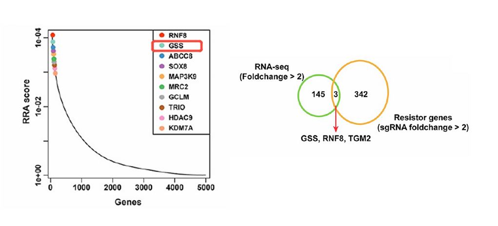 Figure 2. Genome-Wide CRISPR Knockout Library Screening for Tumor Therapeutic Targets.