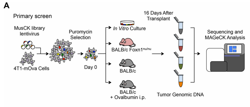 Figure 3. Customized CRISPR Library Screening for Immune-Related Targets.