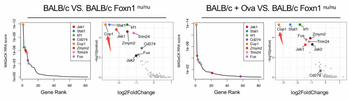 Figure 4. Secondary Screening Confirms COP1 as a Potential Immune-Modulatory Target.