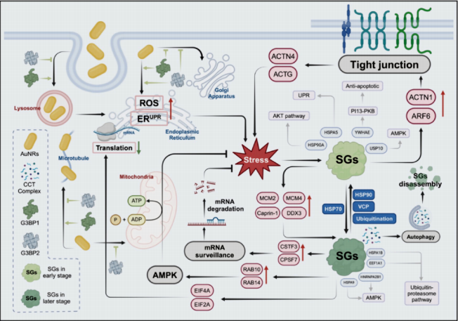 图5. 研究机制图
