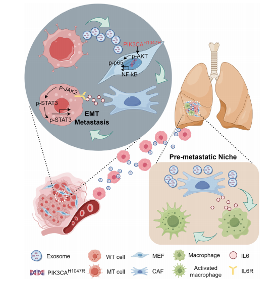 Figure 7. Schematic Illustration of the Proposed Mechanism