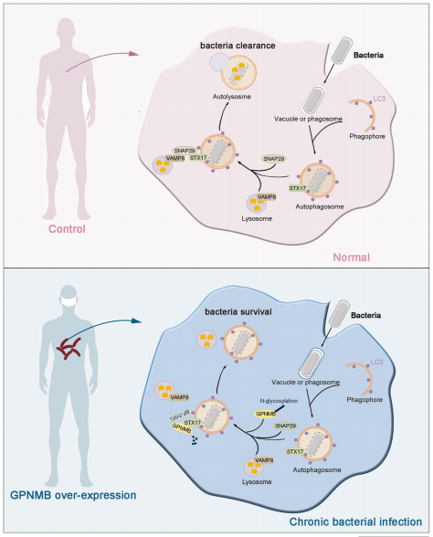 Figure 8. Schematic Illustration of the Proposed Mechanism