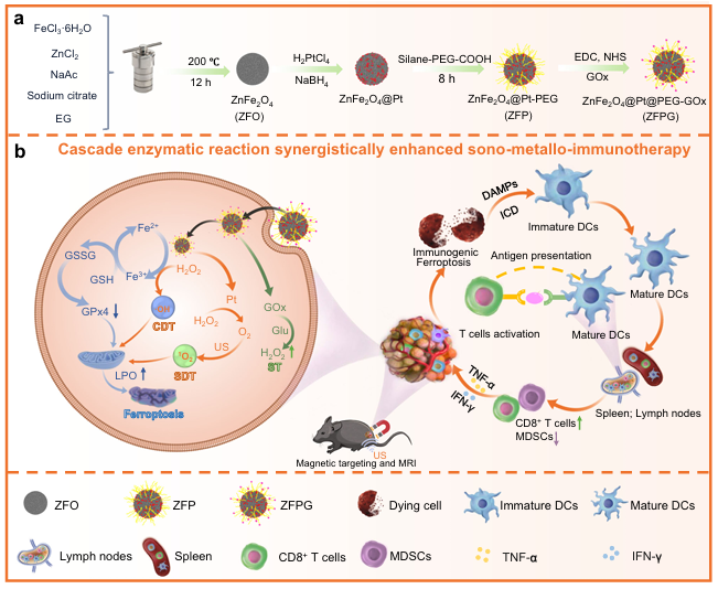 Figure 9. Schematic Illustration of the Proposed Mechanism