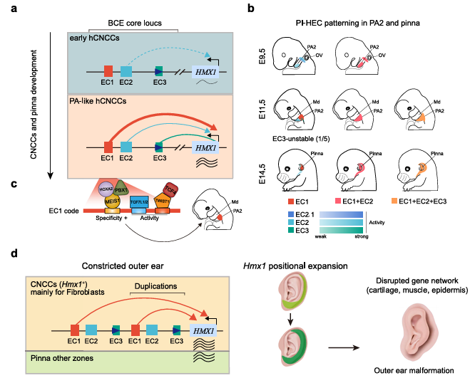 Figure 12. Mechanistic Diagram