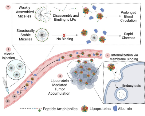 Figure 2. Schematic Illustration of the Proposed Mechanism