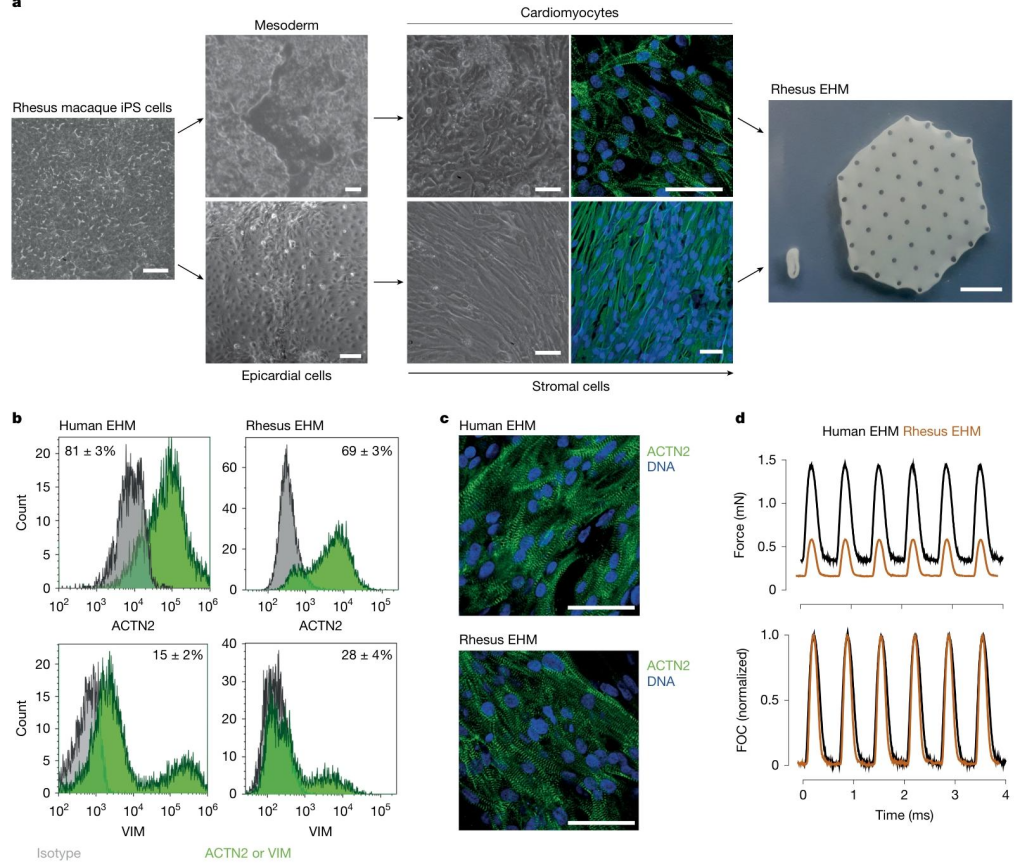 Figure 2. Generation and characterization of engineered heart muscle (EHM) from rhesus macaque [4].