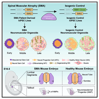 Figure 3. Editing disease-causing genes in iPSCs provides critical insights into SMA pathogenesis [5].