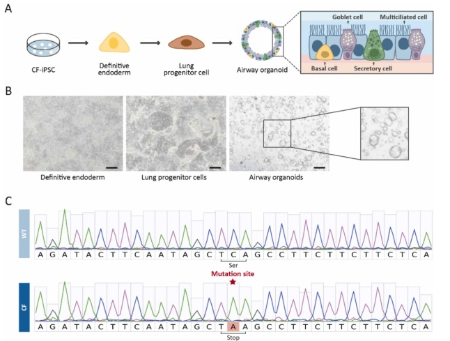Figure 4. Establishment and functional characterization of iPSC-derived airway organoids carrying the CFTR S308X nonsense mutation [7]