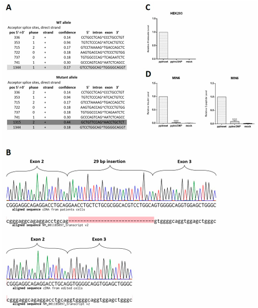 Figure 5. The INS c.188-31G>A mutation generates insulin mRNA isoforms but does not produce insulin in differentiated human β-like cells [8]