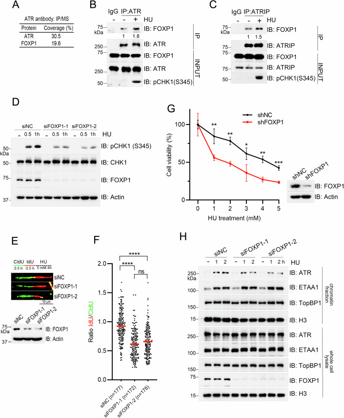 Figure 2. FOXP1 Promotes ATR Activation under Replication Stress