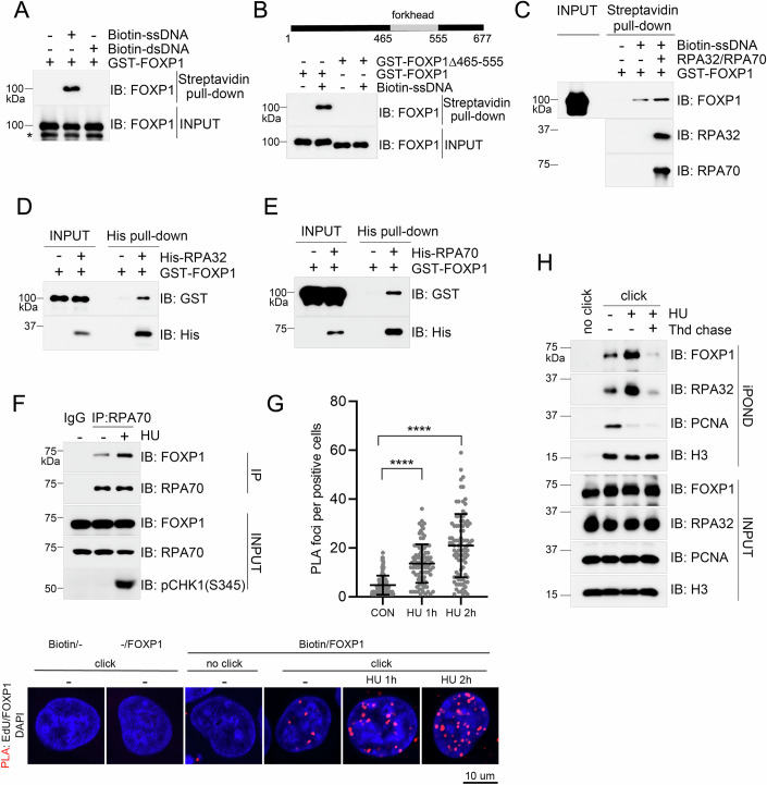Figure 3. FOXP1 Associates with Stalled Replication Forks