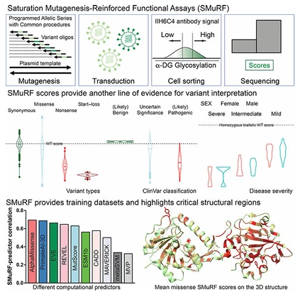 Figure 1. Functional analysis of genes associated with rare diseases