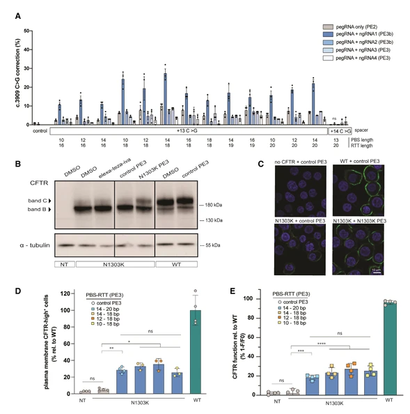Figure 2. Characterization of pathogenic CFTR point mutations in cystic fibrosis