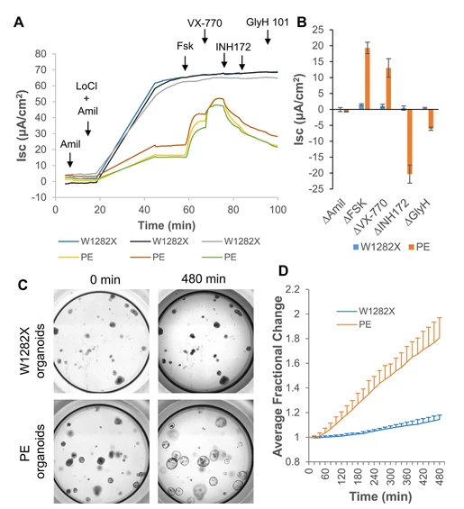 Figure 4. Correction of nonsense mutations in CFTR for cystic fibrosis