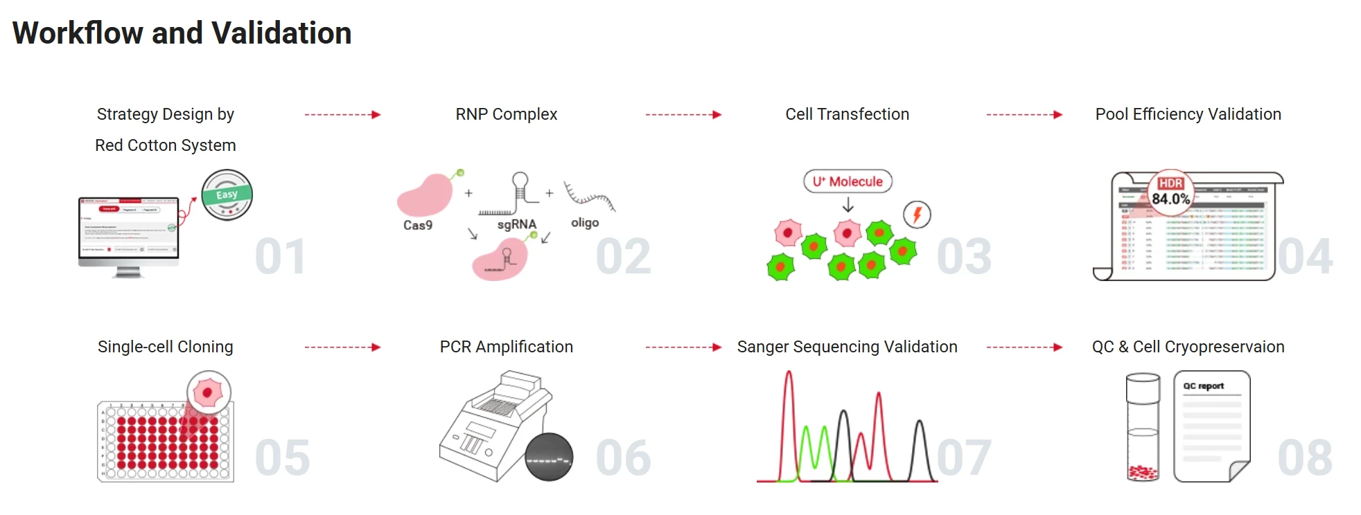  Point Mutation Cell Line Generation Workflow