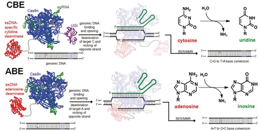 Figure 6. Schematic of cytosine and adenine base editors (CBE and ABE)