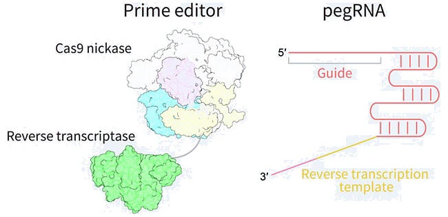 Figure 7. Core components and mechanism of the prime editor