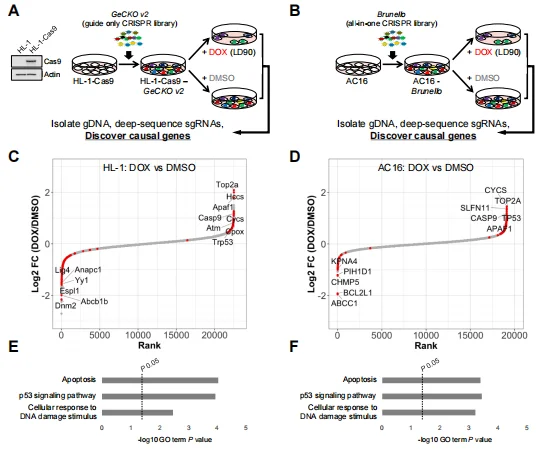Figure 2. Genome-wide CRISPR/Cas9 knockout screens identify modifiers of DOX cytotoxicity