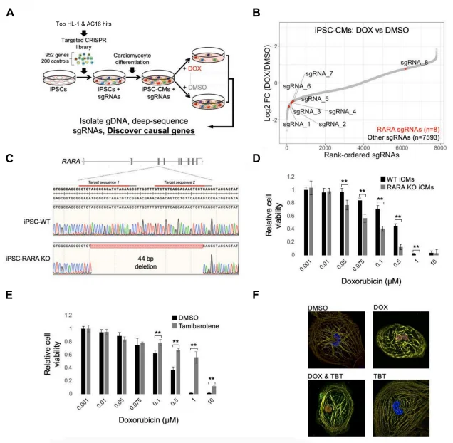 Figure 3. Validation of RARA status as a determinant of DOX cardiotoxicity