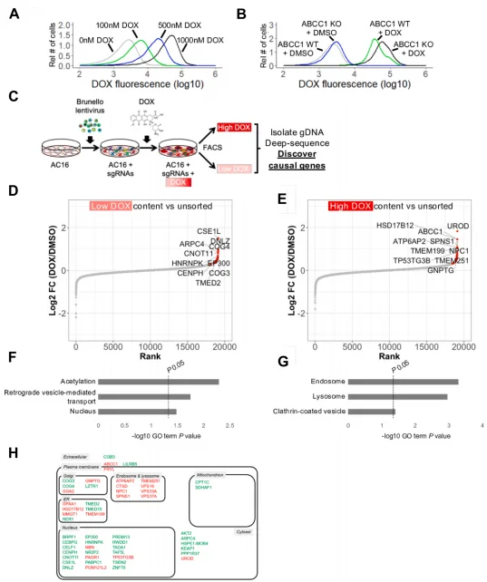 Figure 5 Discovery of Factors Regulating DOX Accumulation via Genome-Wide CRISPR/Cas9 KO Screens in AC16 Human Cardiomyocytes