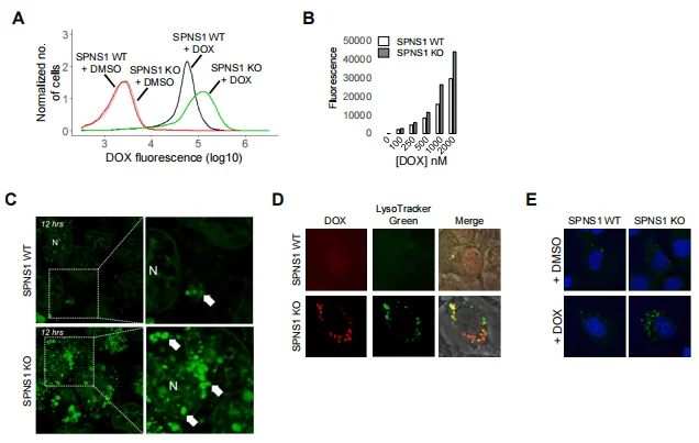 Figure 6. Validation of SPNS1 as a Modifier of DOX Accumulation