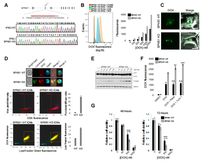 Figure 7. SPNS1 Deficiency Exacerbates DOX Accumulation and Toxicity in iPSC-Derived Cardiomyocytes