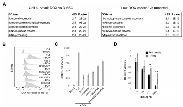 Figure 8. Loss of Ribosome Genes and Nutrient Deprivation Reduce DOX Accumulation and Toxicity