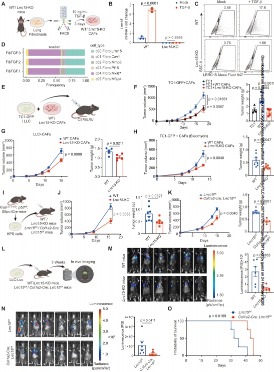 Figure 2. LRRC15 deficiency in CAFs suppresses tumor progression.