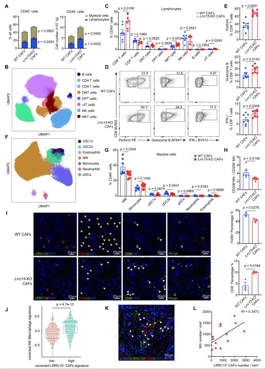 Figure 3. LRRC15 deficiency in CAFs induces increased CD8⁺ T cell abundance and activation, and reduces macrophage infiltration.