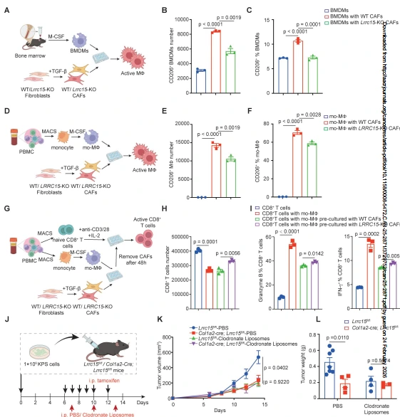 Figure 4. LRRC15 in fibroblasts drives M2 macrophage polarization to suppress CD8⁺ T cell activation.