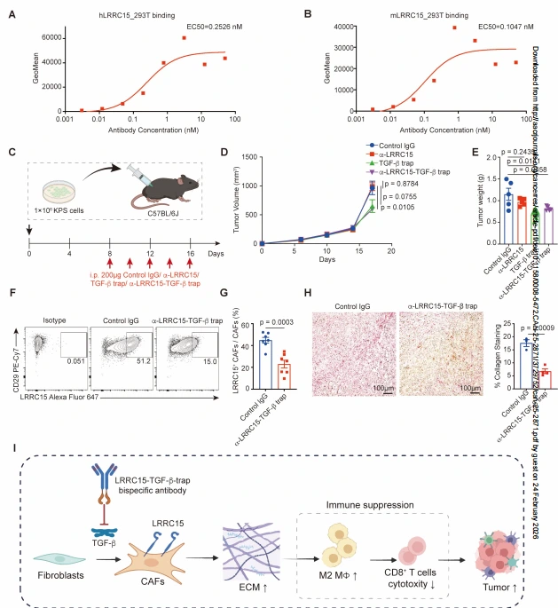 Figure 6. Targeting LRRC15-positive cancer-associated fibroblasts inhibits tumor progression.