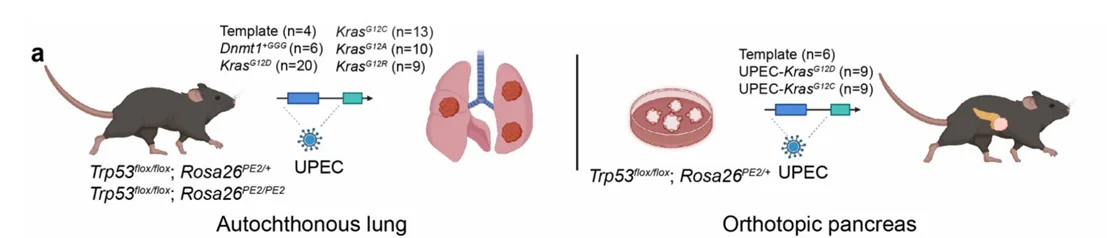 RNP Method