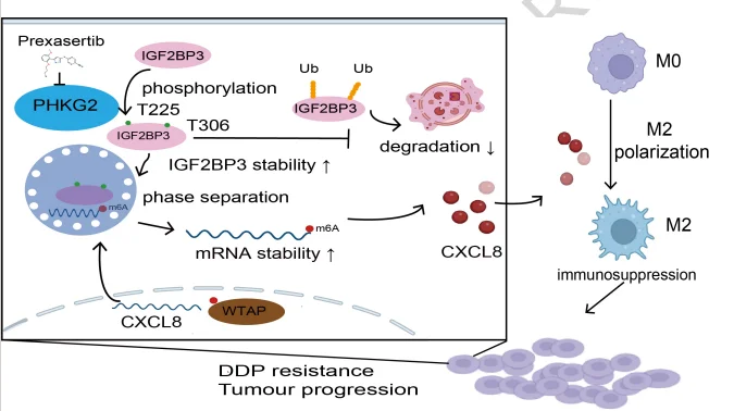 Identified PHKG2 through CRISPR screening and transcriptomic profiling