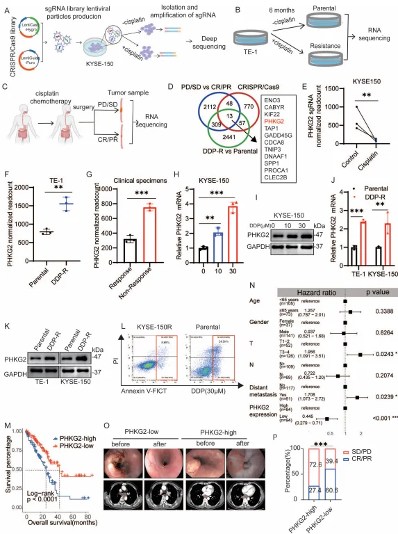 CRISPR screening and transcriptomic profiling identify PHKG2