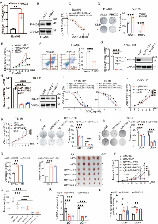 PHKG2 drives DDP resistance in vitro and in vivo