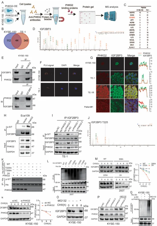 PHKG2 stabilizes IGF2BP3 protein