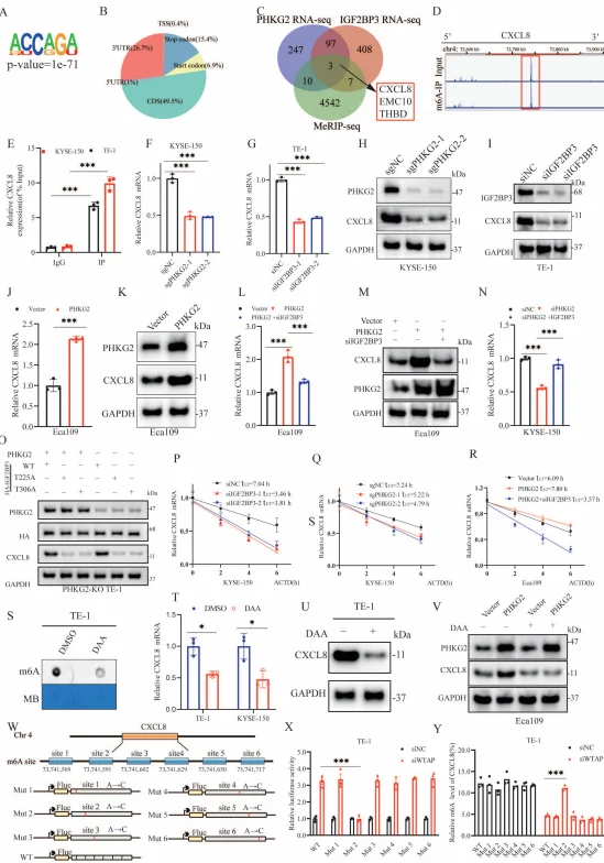 PHKG2 and IGF2BP3 regulate CXCL8 expression
