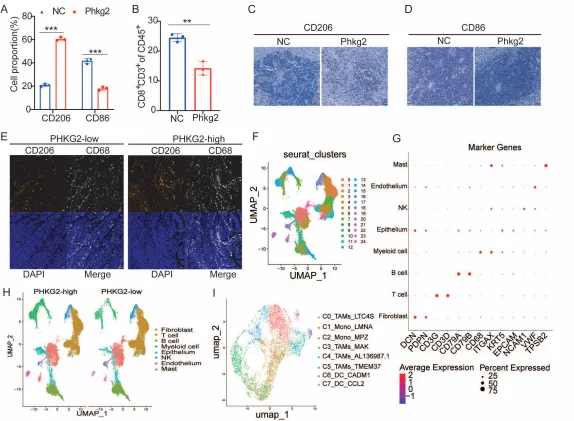 PHKG2 and M2 polarization of macrophages