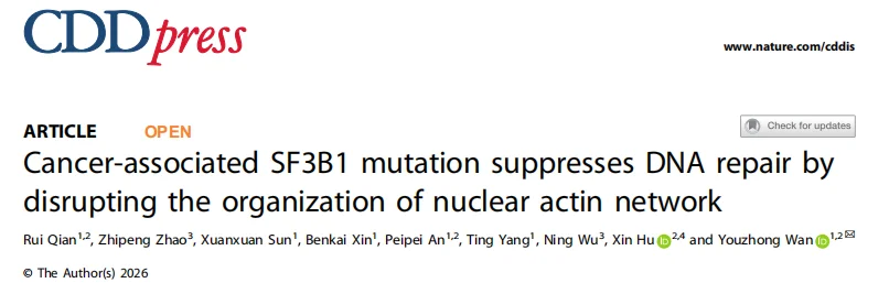 SF3B1 mutation disrupts nuclear actin network and DNA repair mechanism via circATP9B