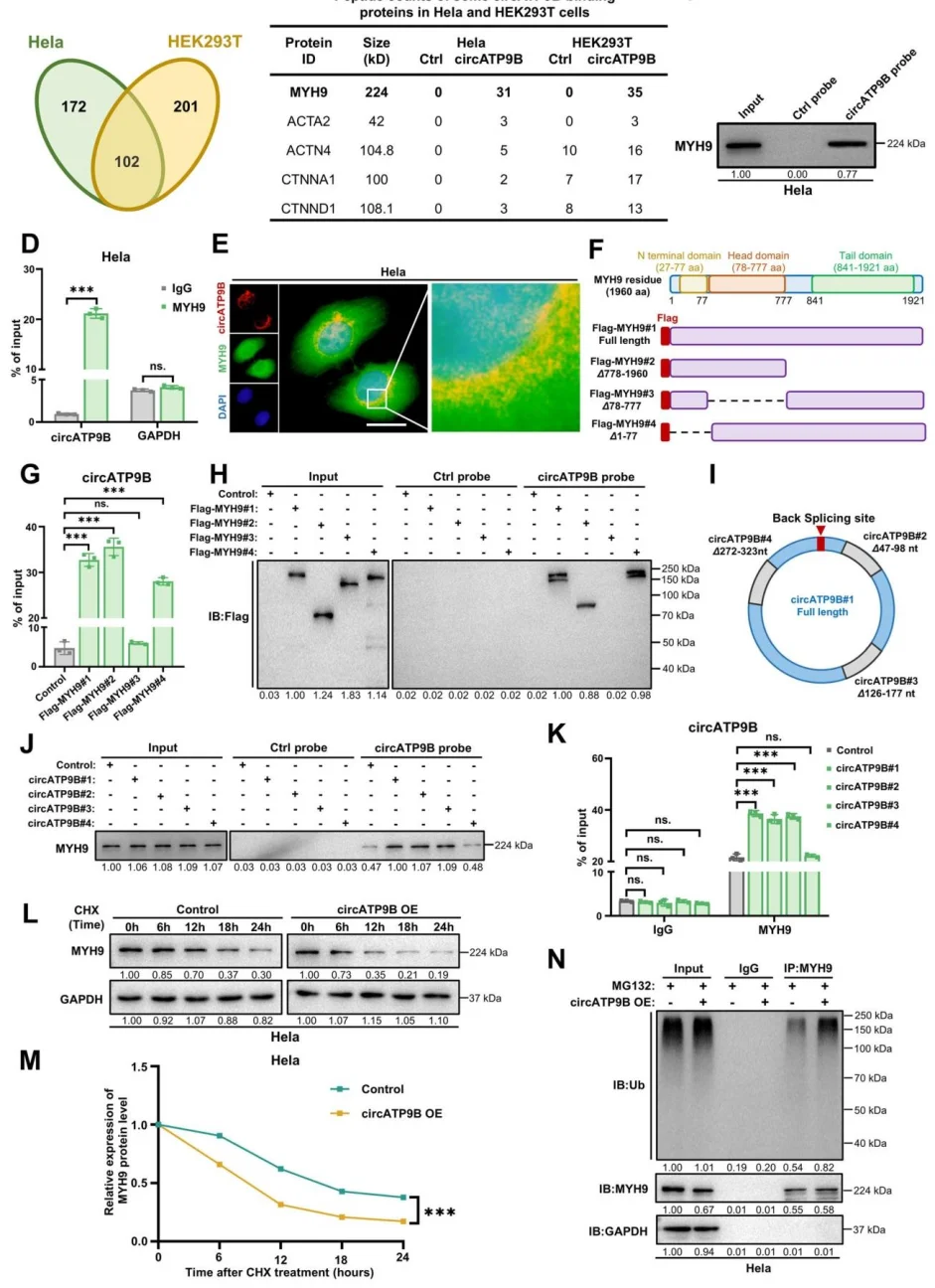 CircATP9B promotes MYH9 degradation via ubiquitin-proteasome pathway
