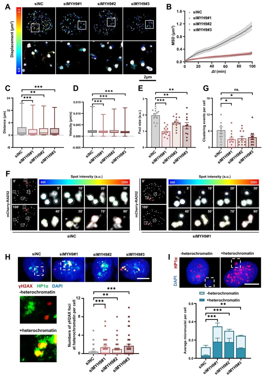 MYH9 regulates the movement and clustering of DSBs
