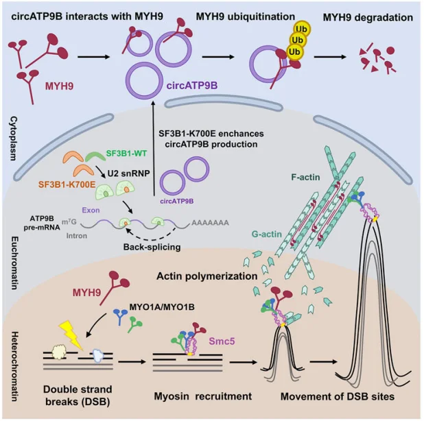 Research Mechanism