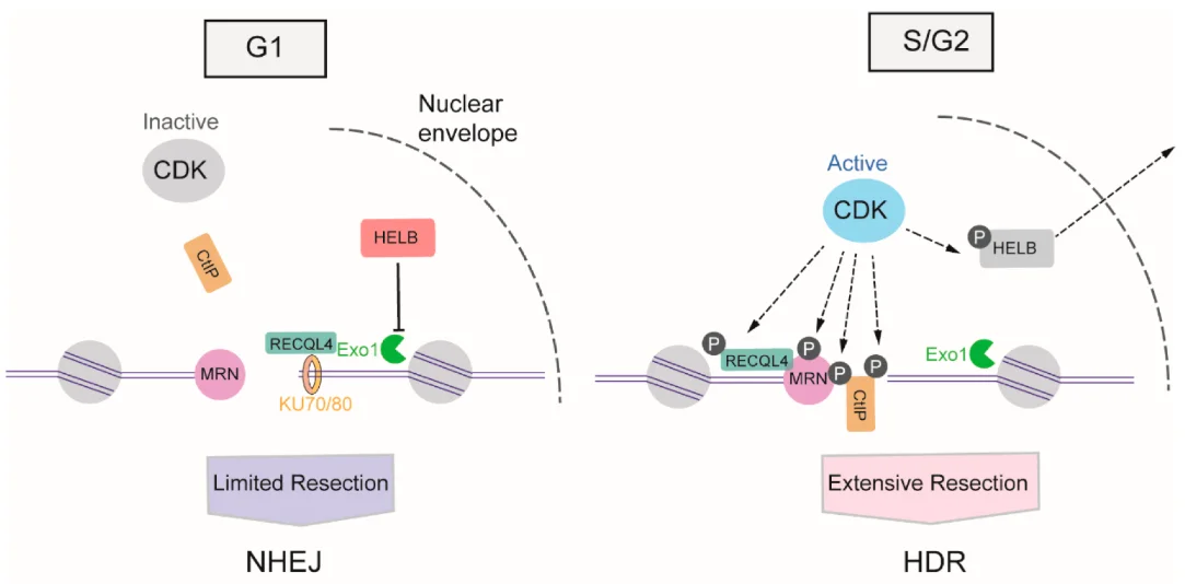 HDR (homology-directed repair) is strictly dependent on the S/G2 phases of the cell cycle