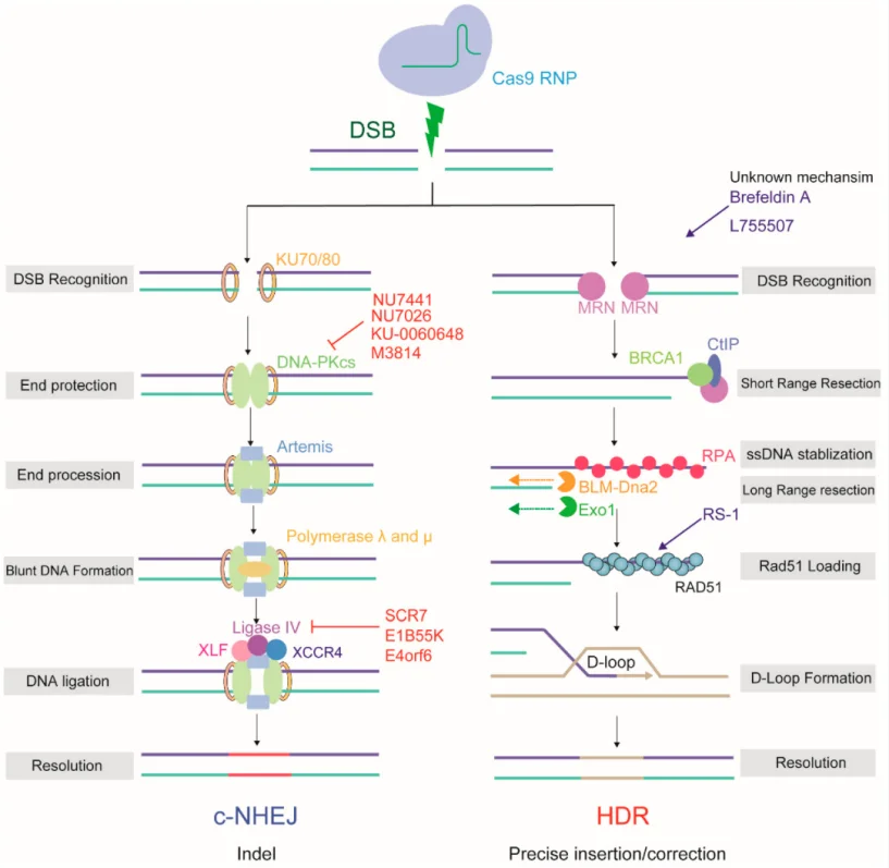 Key proteins involved in different DNA repair pathways