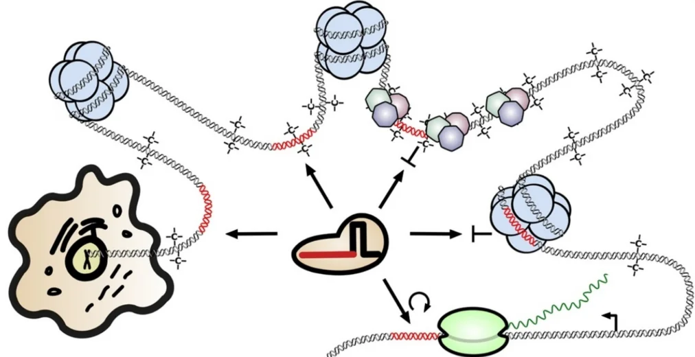 Heterochromatin regions may impact editing efficiency